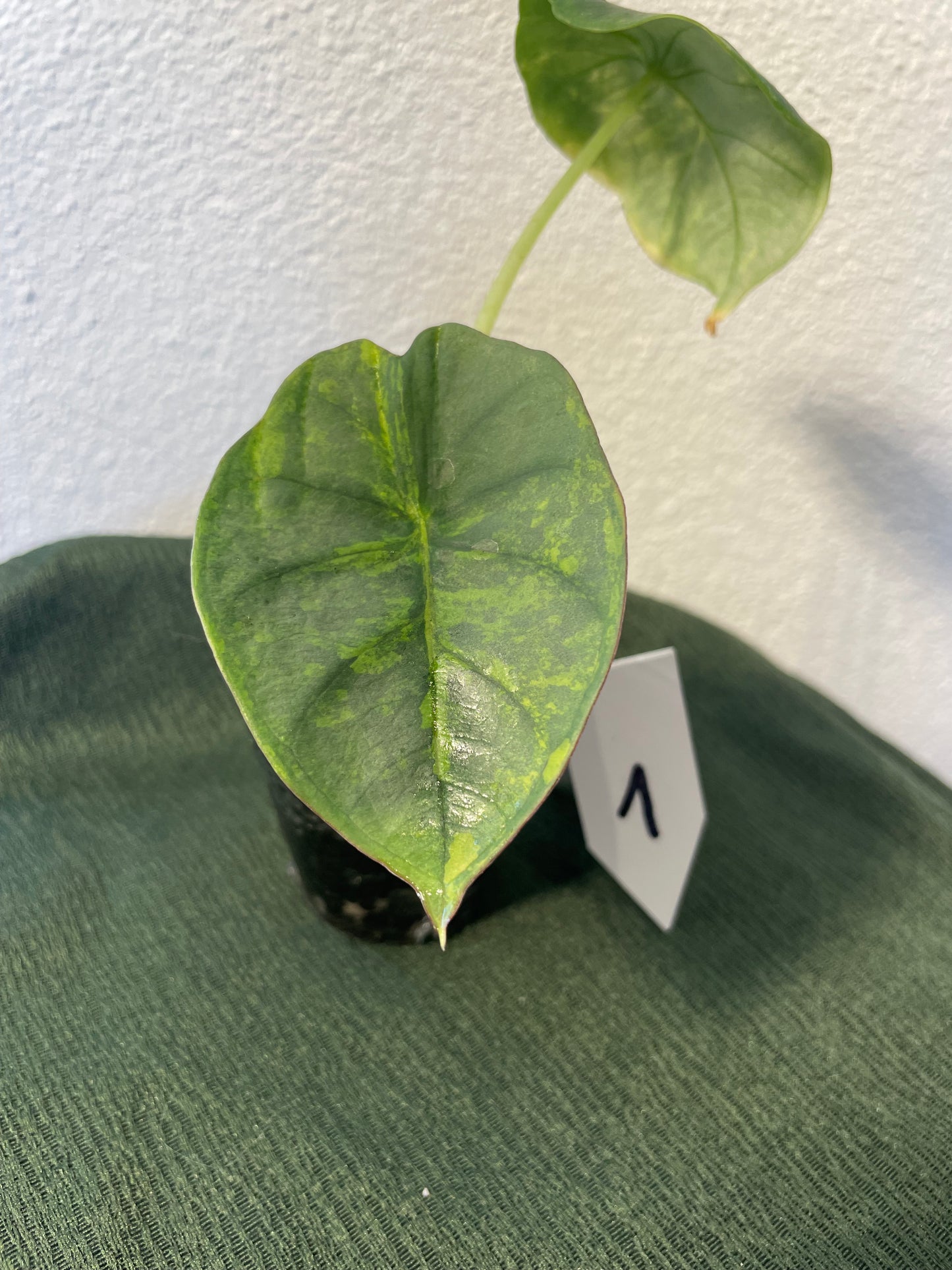 Alocasia Nebula Variegata