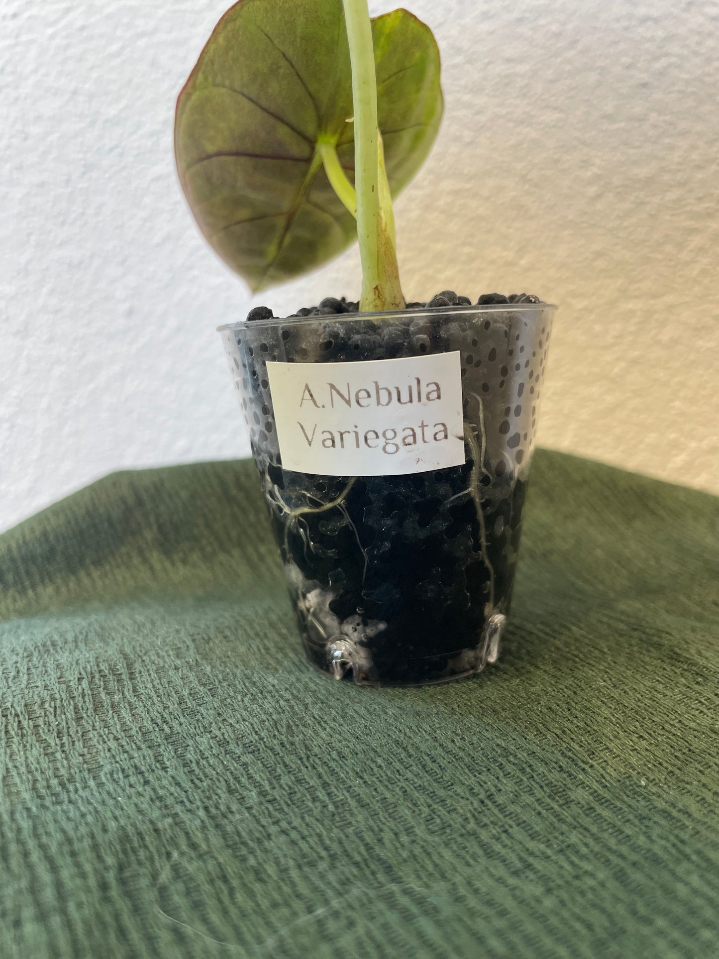 Alocasia Nebula Variegata