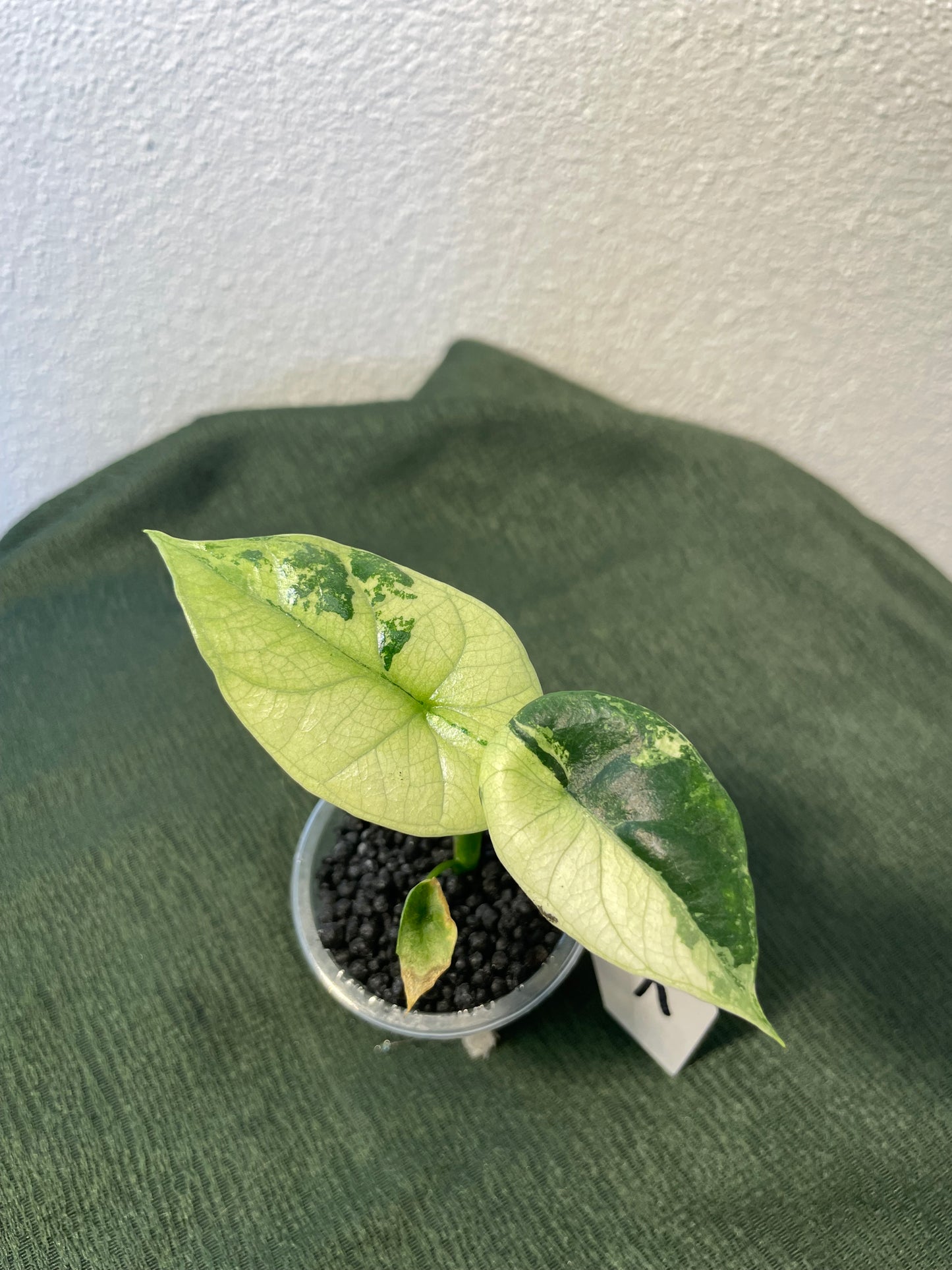 Alocasia Sinuata Albo Variegata
