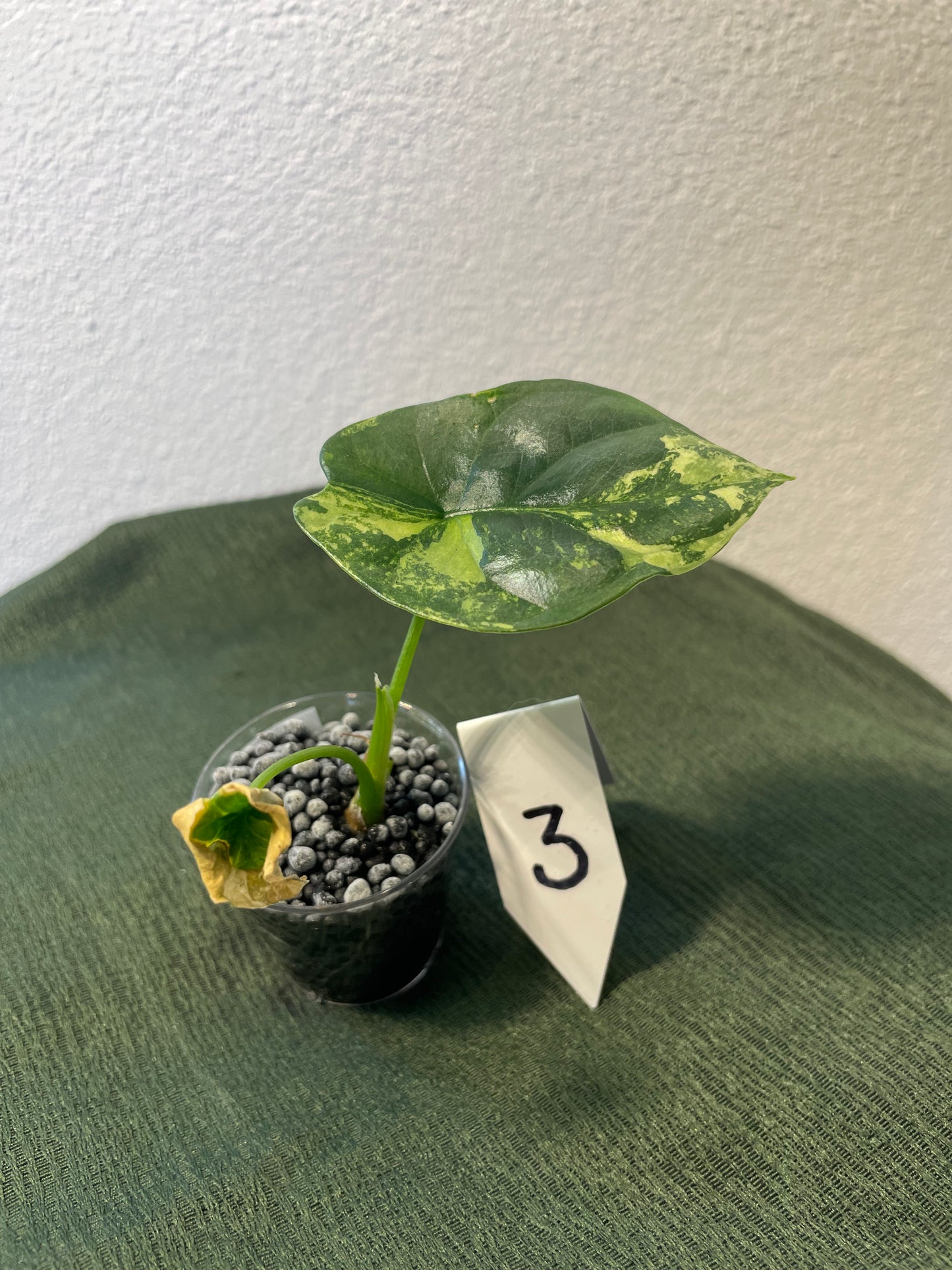 Alocasia Sinuata Albo Variegata