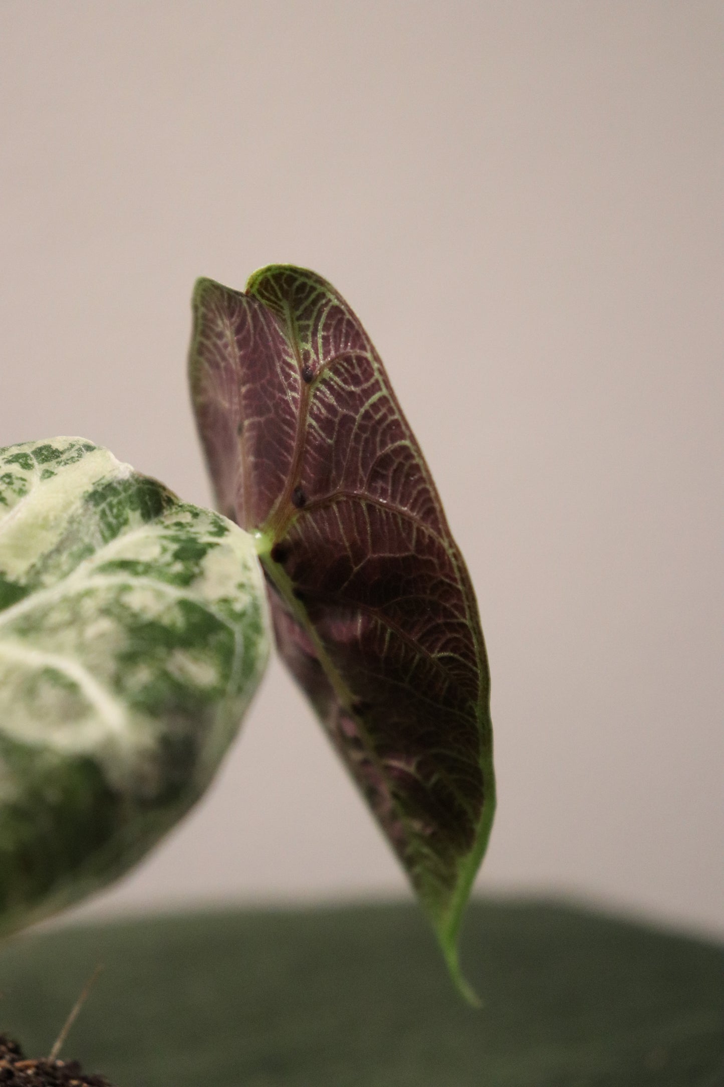 Alocasia Watsoniana Albo/Pink Variegata