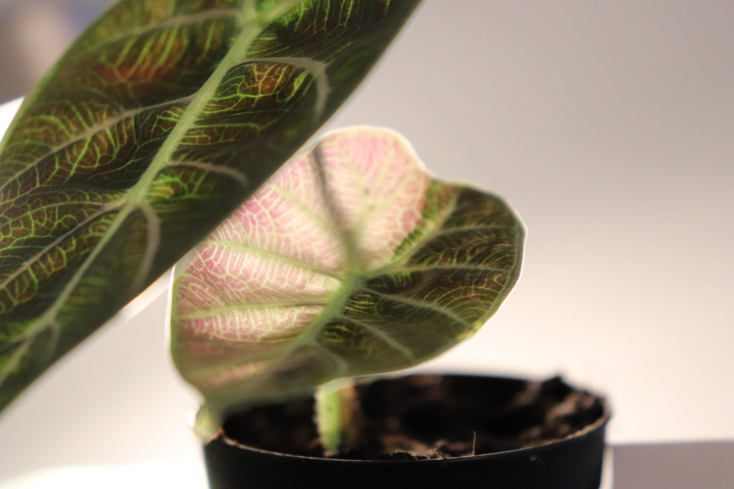 Alocasia Watsoniana Albo/Pink Variegata