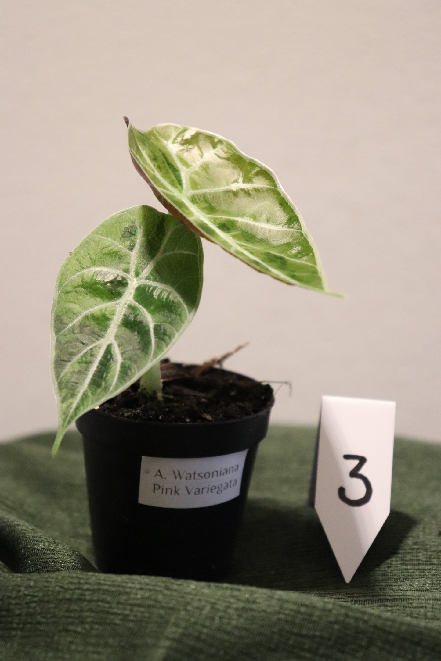 Alocasia Watsoniana Albo/Pink Variegata