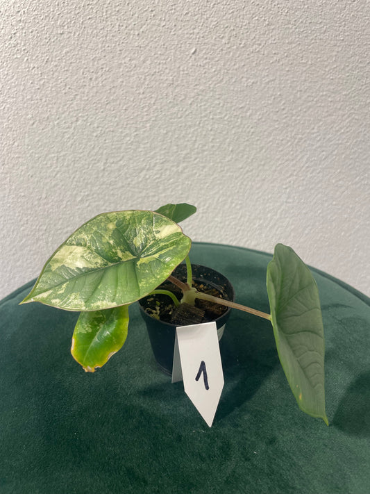 Alocasia Platinum Albo Variegata
