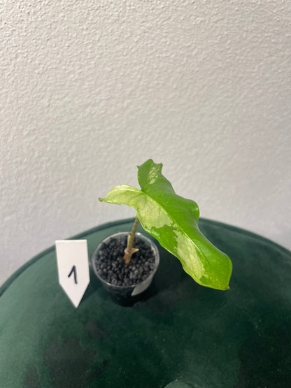 Alocasia Tigrina Superba Variegata