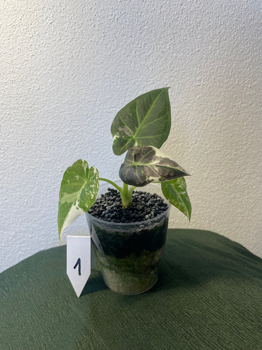 Alocasia Regal Shield Albo Variegata