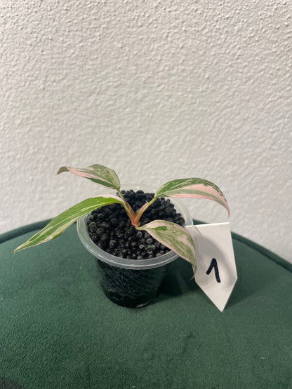 Philodendron Pink Princess