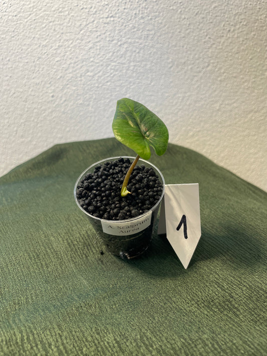 Alocasia Scalprum Aurea