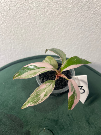 Philodendron Pink Princess