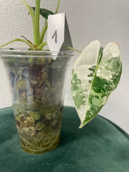 Alocasia Frydek Albo Variegata