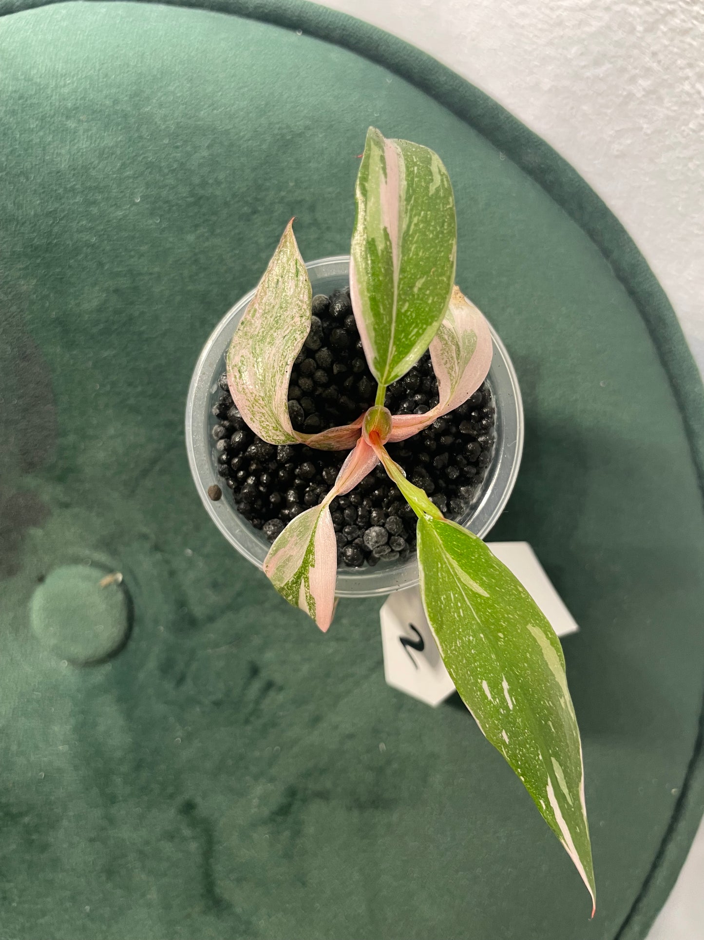 Philodendron Pink Princess