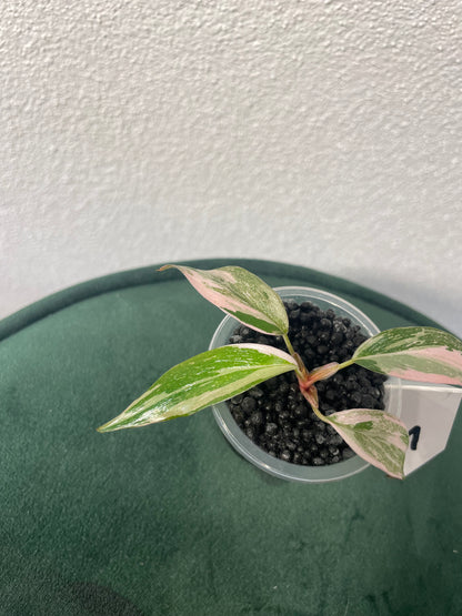 Philodendron Pink Princess