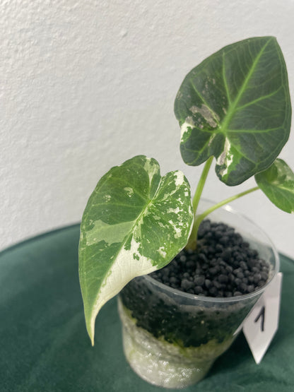 Alocasia Regal Shield Albo Variegata