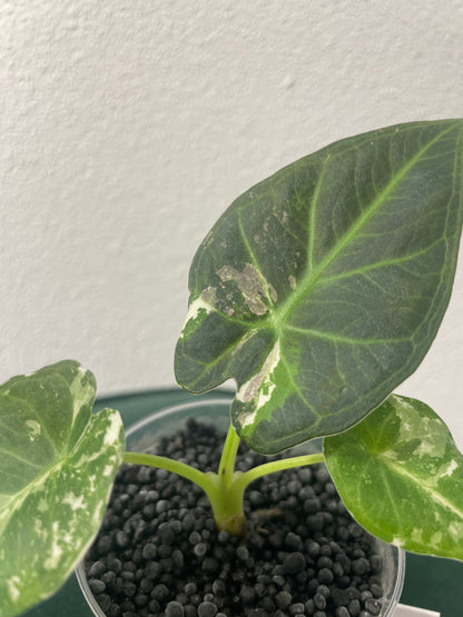 Alocasia Regal Shield Albo Variegata