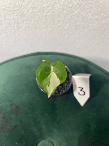 Alocasia Regal Shield Albo Variegata