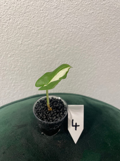 Alocasia Regal Shield Albo Variegata