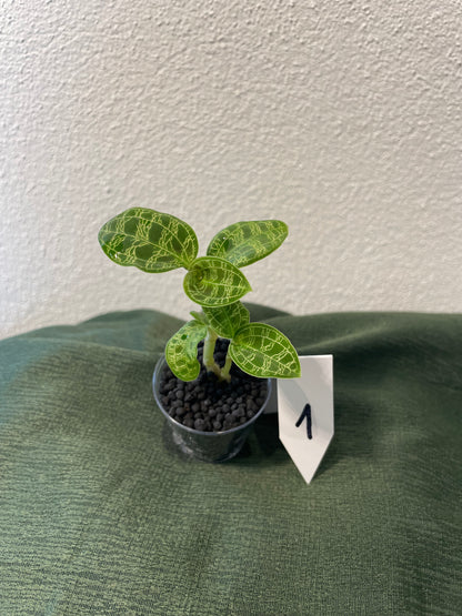 Macodes Petola "Juwelorchidee"