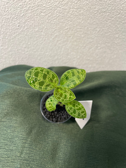Macodes Petola "Juwelorchidee"