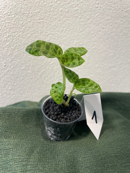 Macodes Petola "Juwelorchidee"