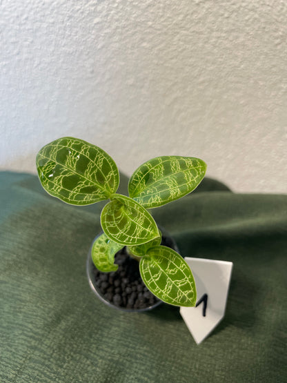 Macodes Petola "Juwelorchidee"