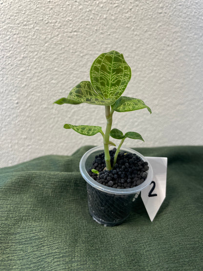 Macodes Petola "Juwelorchidee"