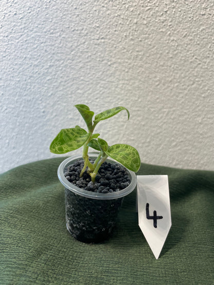 Macodes Petola "Juwelorchidee"