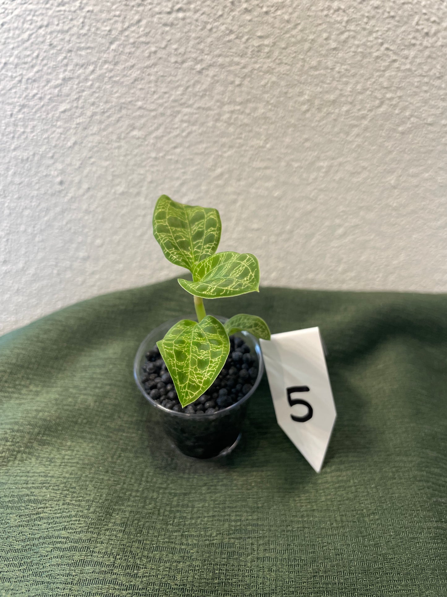Macodes Petola "Juwelorchidee"
