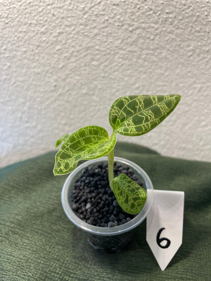Macodes Petola "Juwelorchidee"