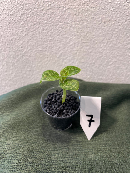 Macodes Petola "Juwelorchidee"