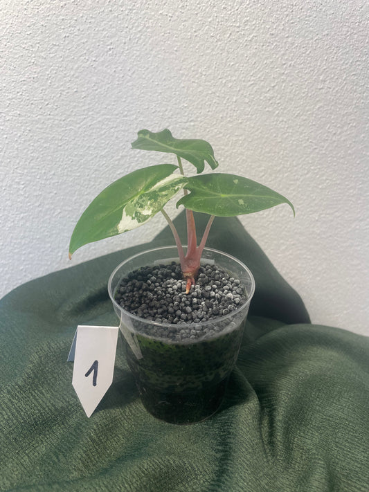 Alocasia Pink Dragon Albo Variegata