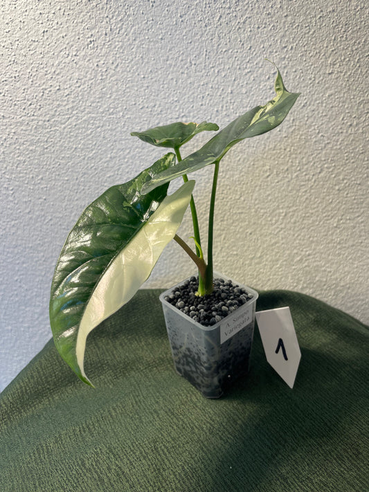 Alocasia Simpo Variegata