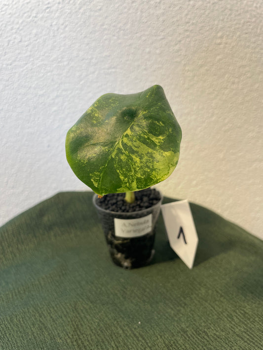 Alocasia Nebula Variegata