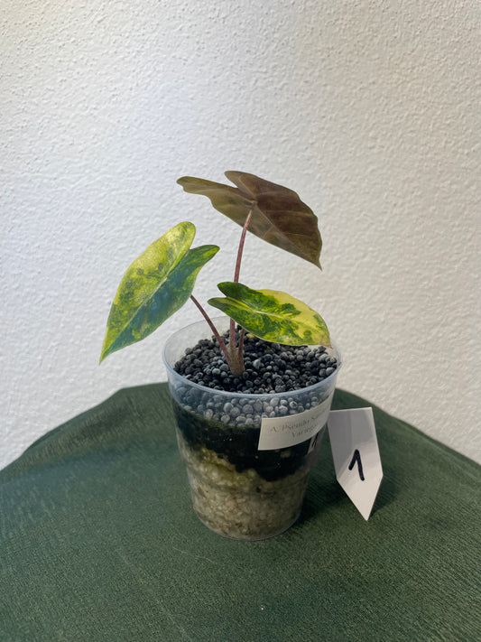 Alocasia Pseudo Sanderiana Aurea Variegata