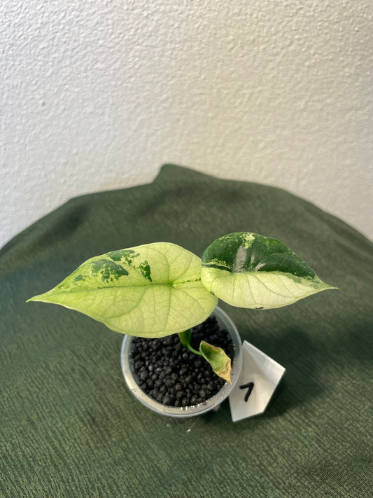 Alocasia Sinuata Albo Variegata