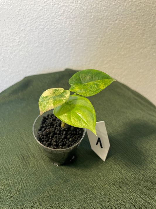 Alocasia Silver Dragon Variegata