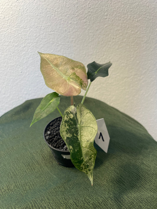 Alocasia Sanderiana Pink