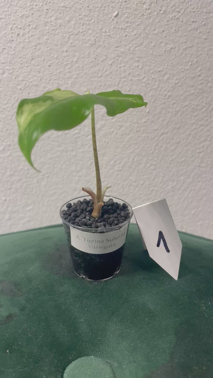 Alocasia Tigrina Superba Variegata